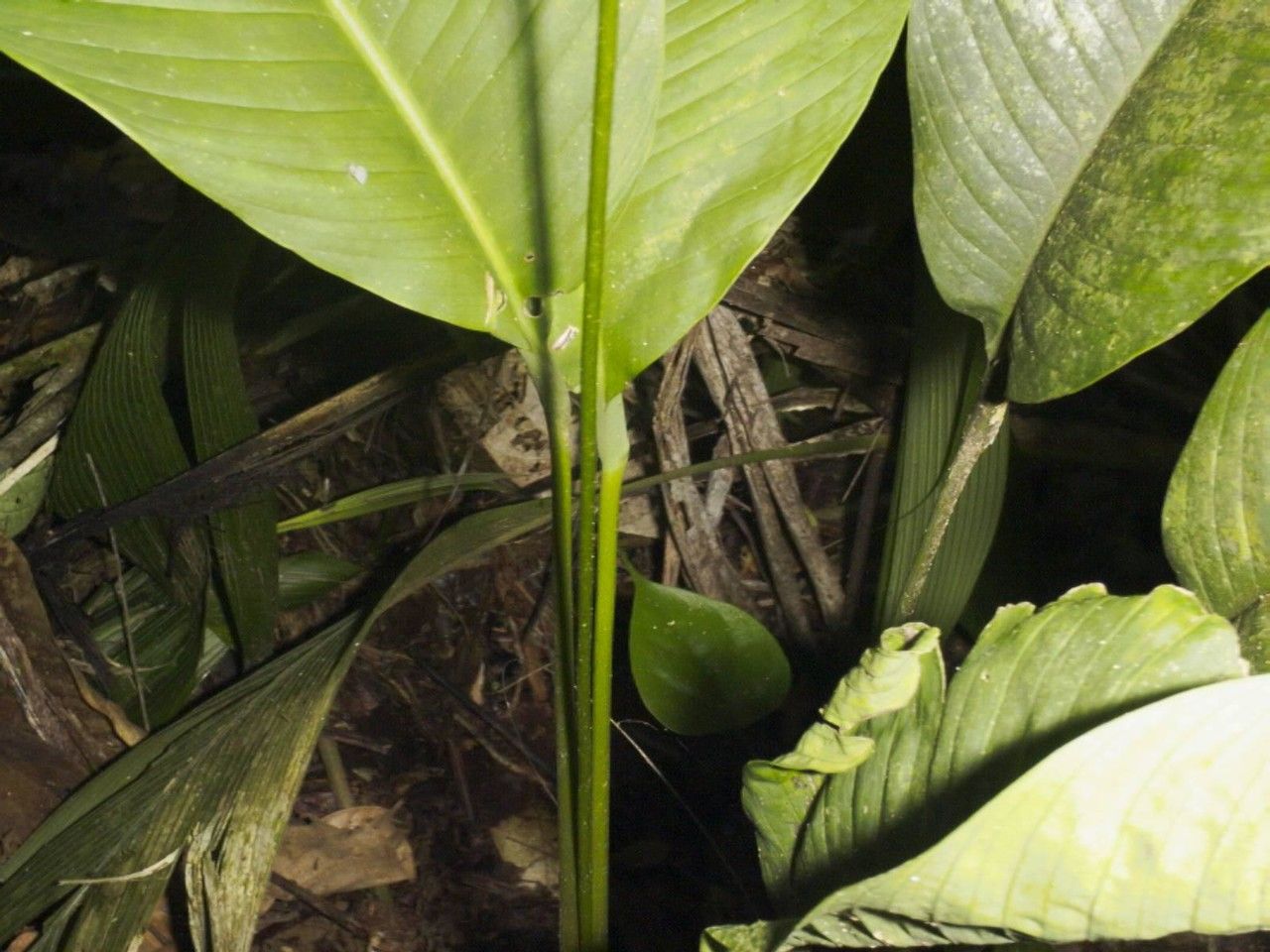 Spathiphyllum fulvovirens other