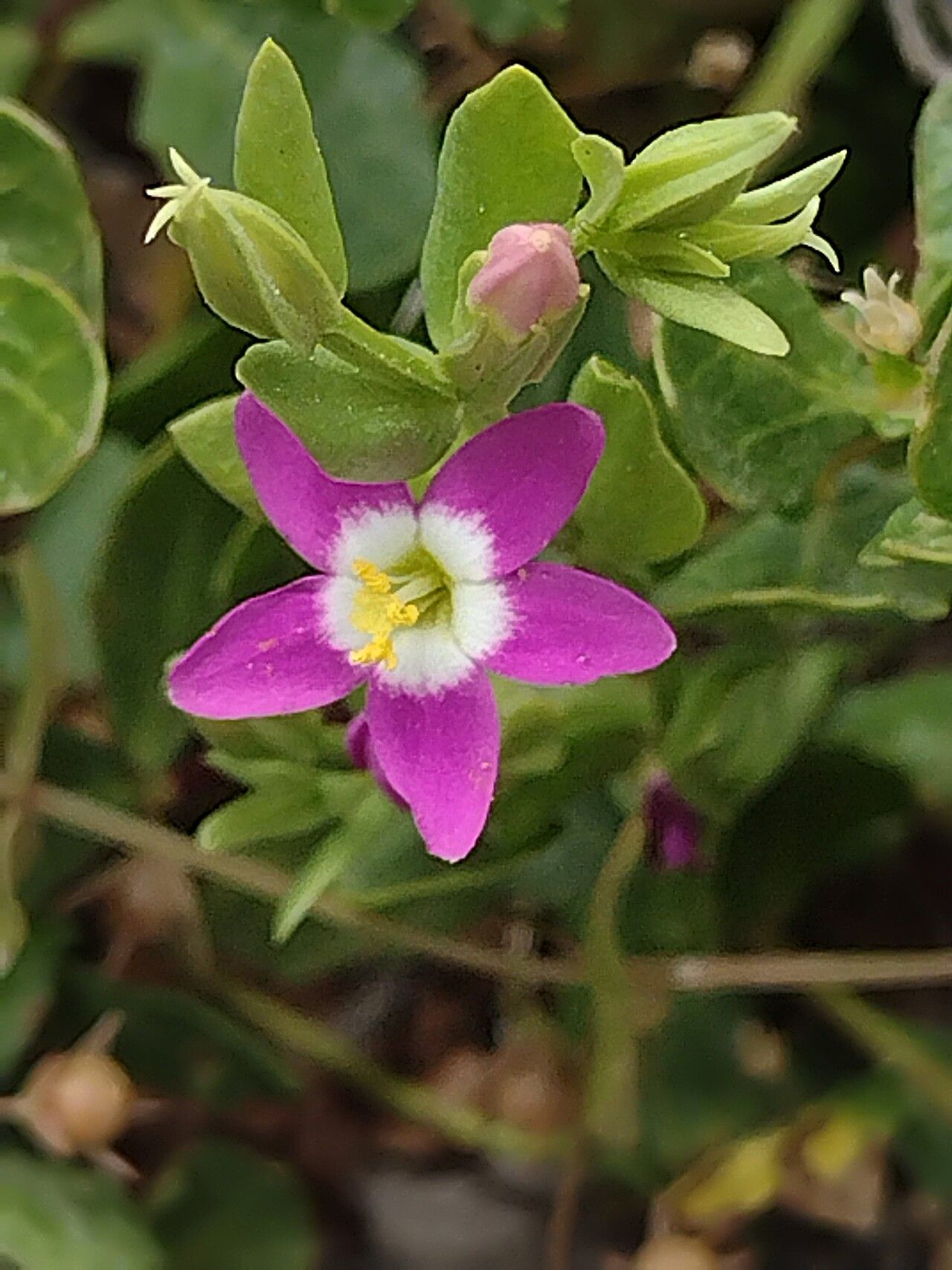 Zeltnera davyi flower