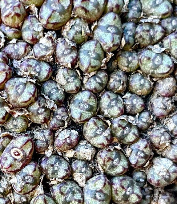 Conophytum luckhoffii — houseplant care guide