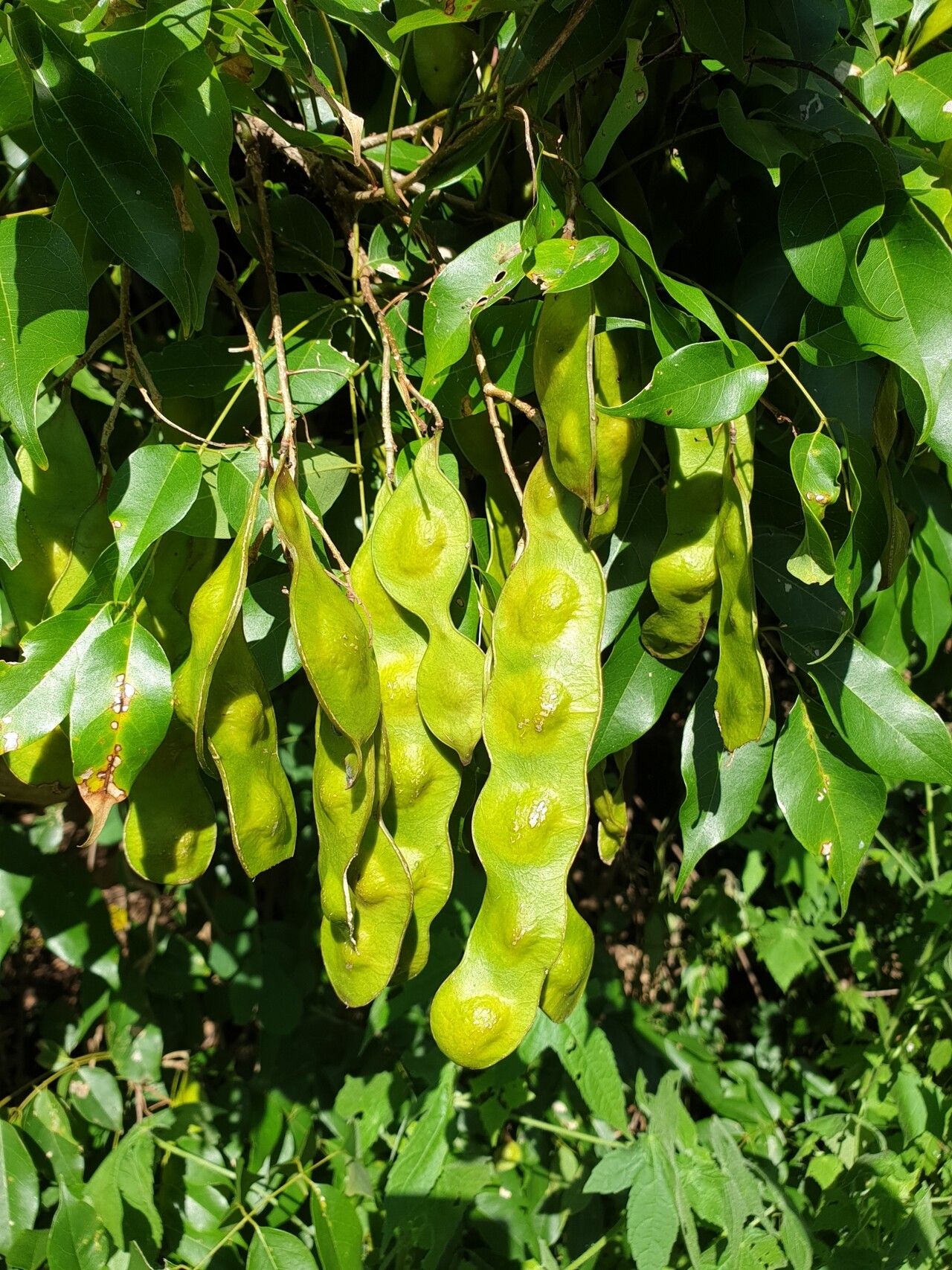 Lonchocarpus madagascariensis fruit