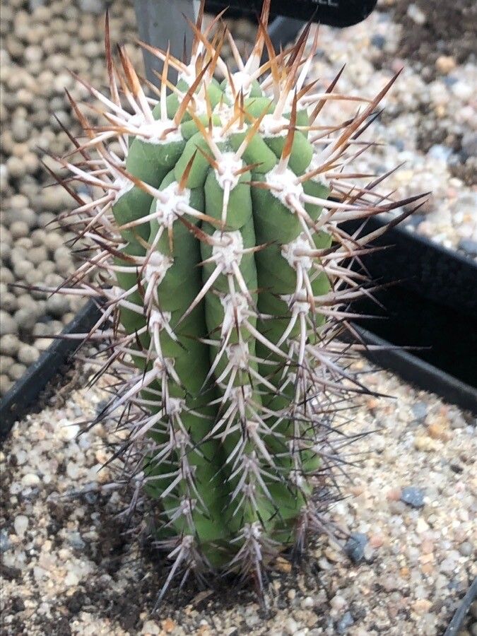 Echinopsis coquimbana leaf