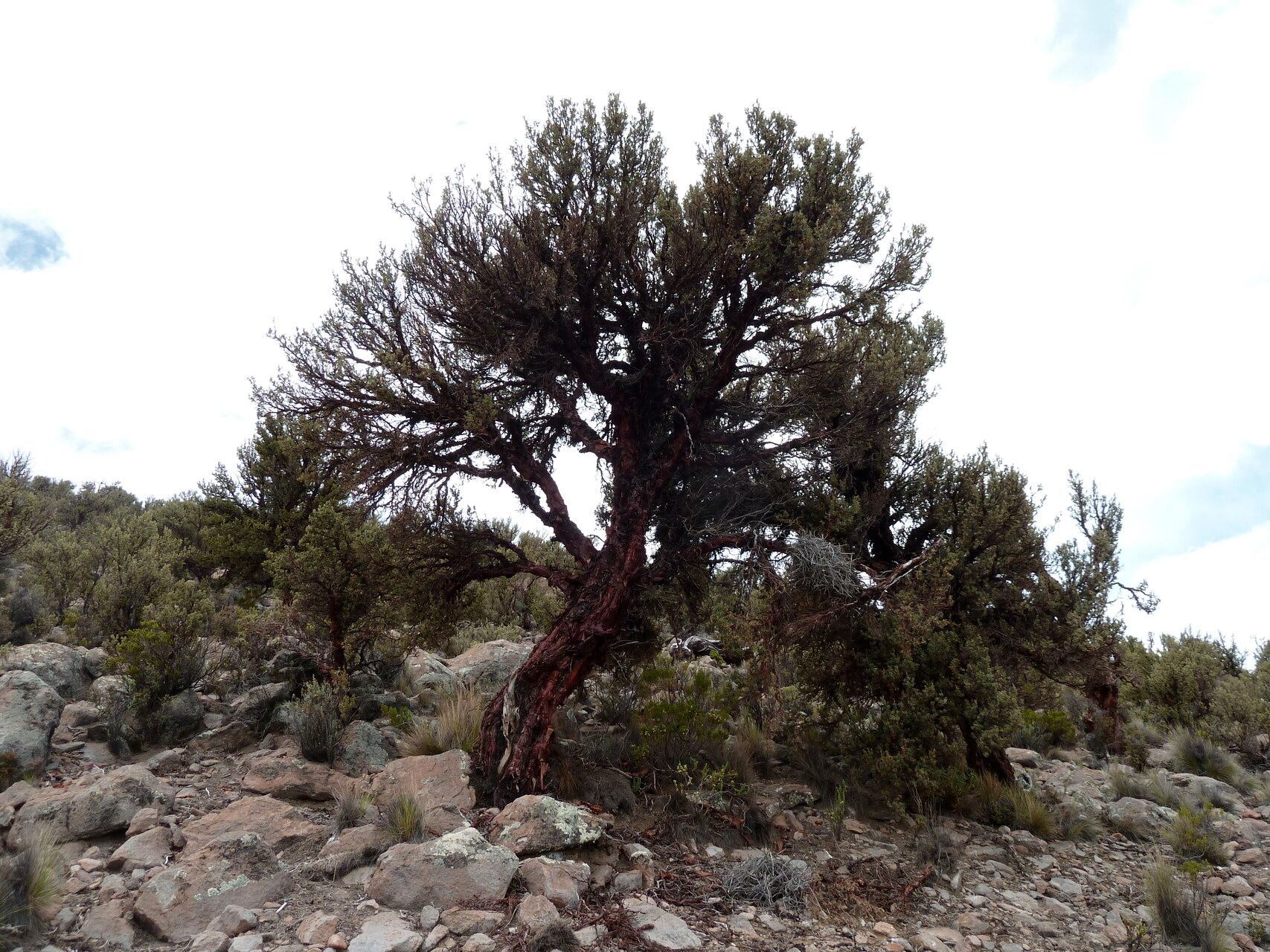 Polylepis tarapacana habit