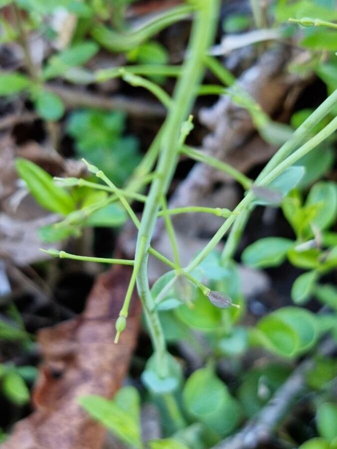 Noccaea montana fruit