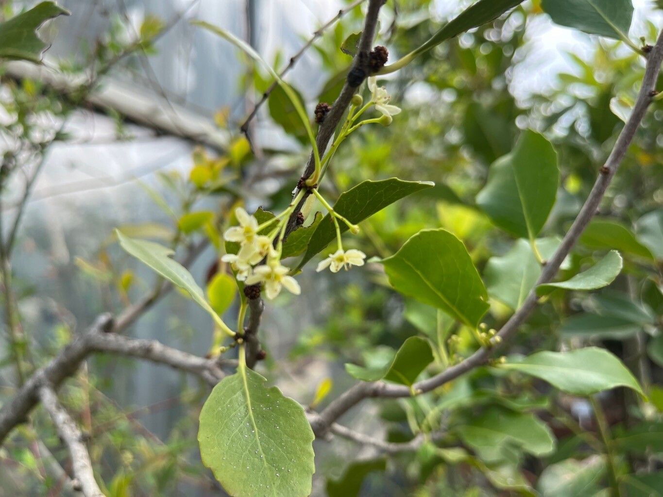 Maytenus canariensis flower