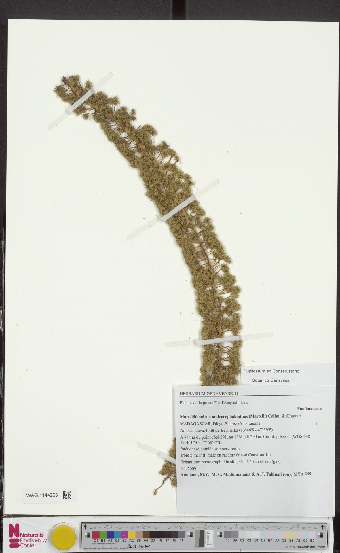Martellidendron androcephalanthos — related species from the same genus