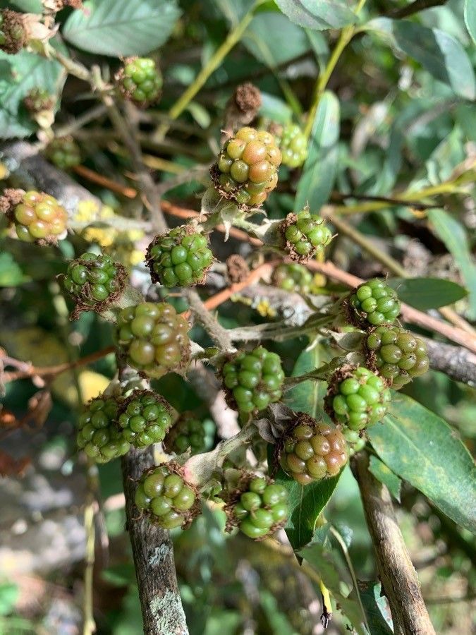 Rubus foliosus fruit