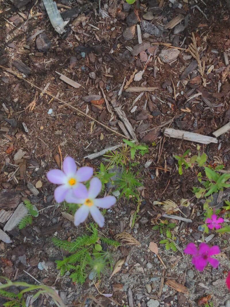 Leptosiphon grandiflorus flower