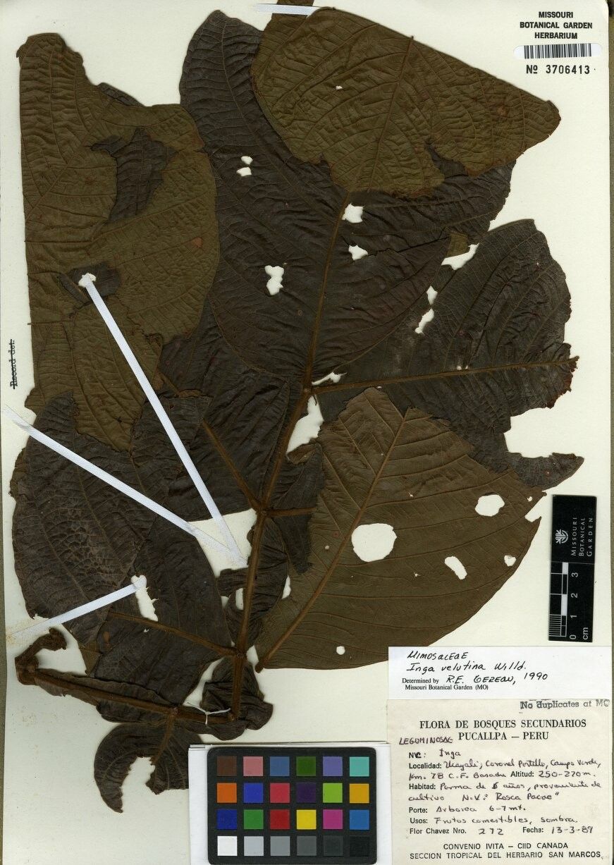 Inga velutina — houseplant care guide