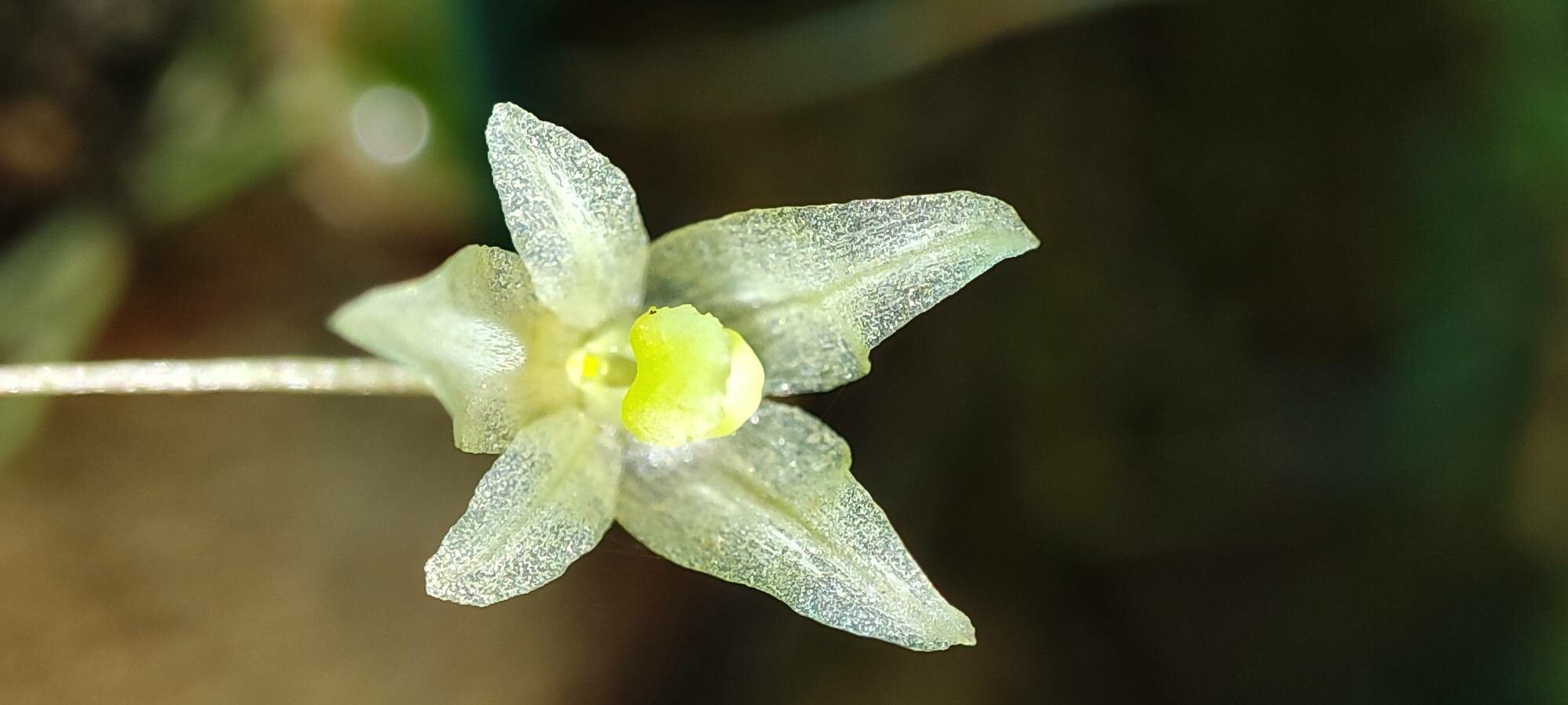 Bulbophyllum conchidioides flower