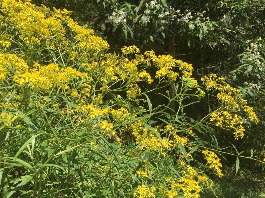 Senecio hercynicus leaf