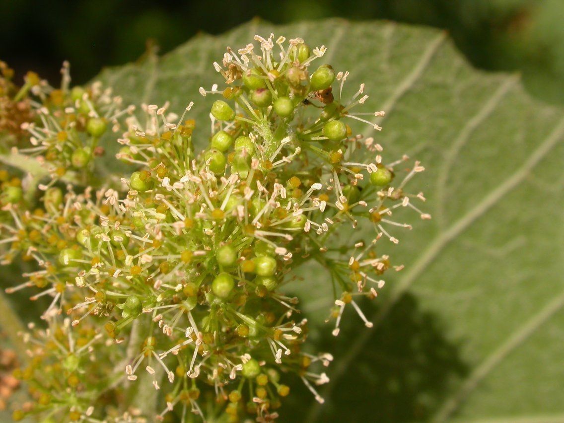 Vitis cinerea — search result for 'Vitis'