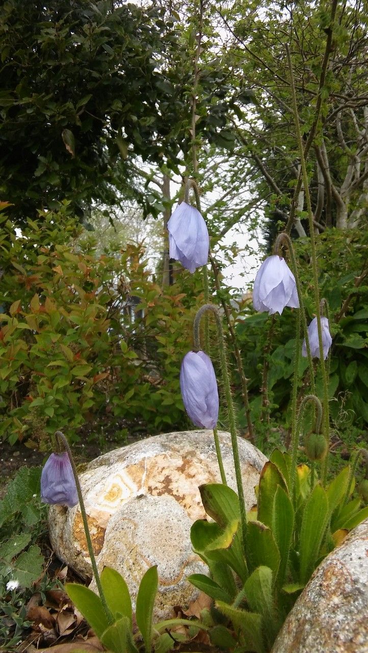 Meconopsis quintuplinervia habit