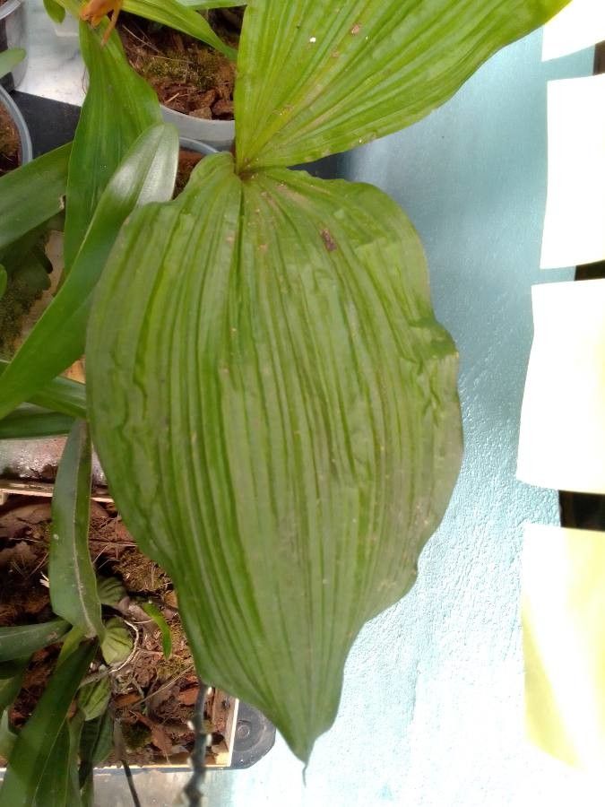 Govenia superba — search result for 'Honduras'