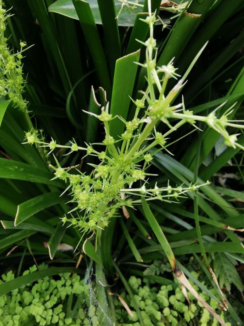 Lomandra hystrix flower
