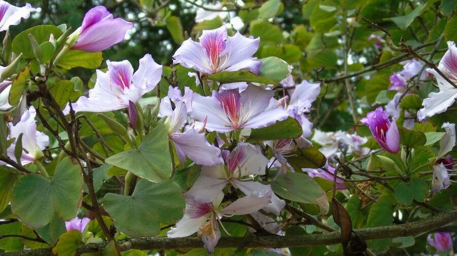 Bauhinia variegata flower
