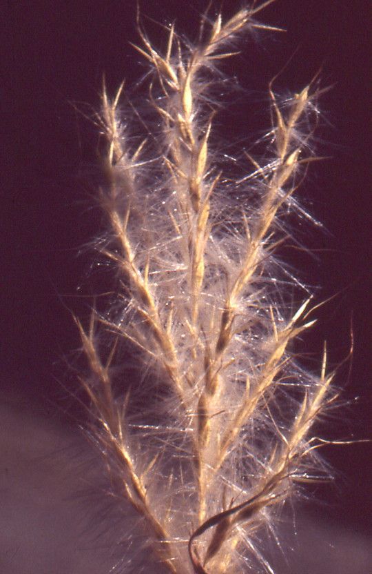 Bothriochloa saccharoides fruit