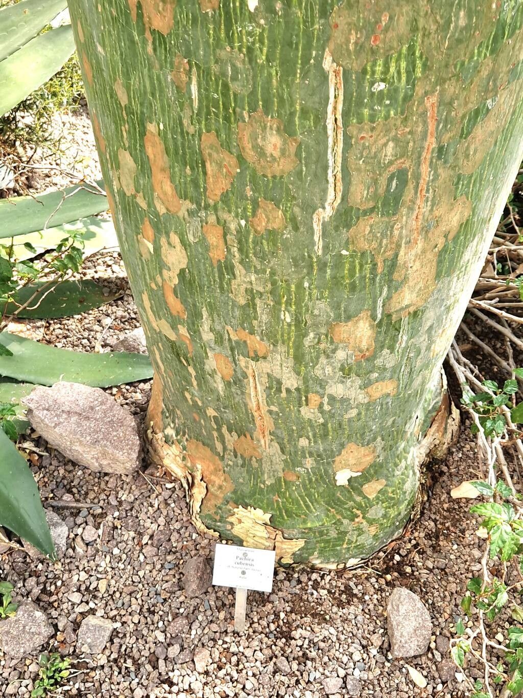 Pachira cubensis other