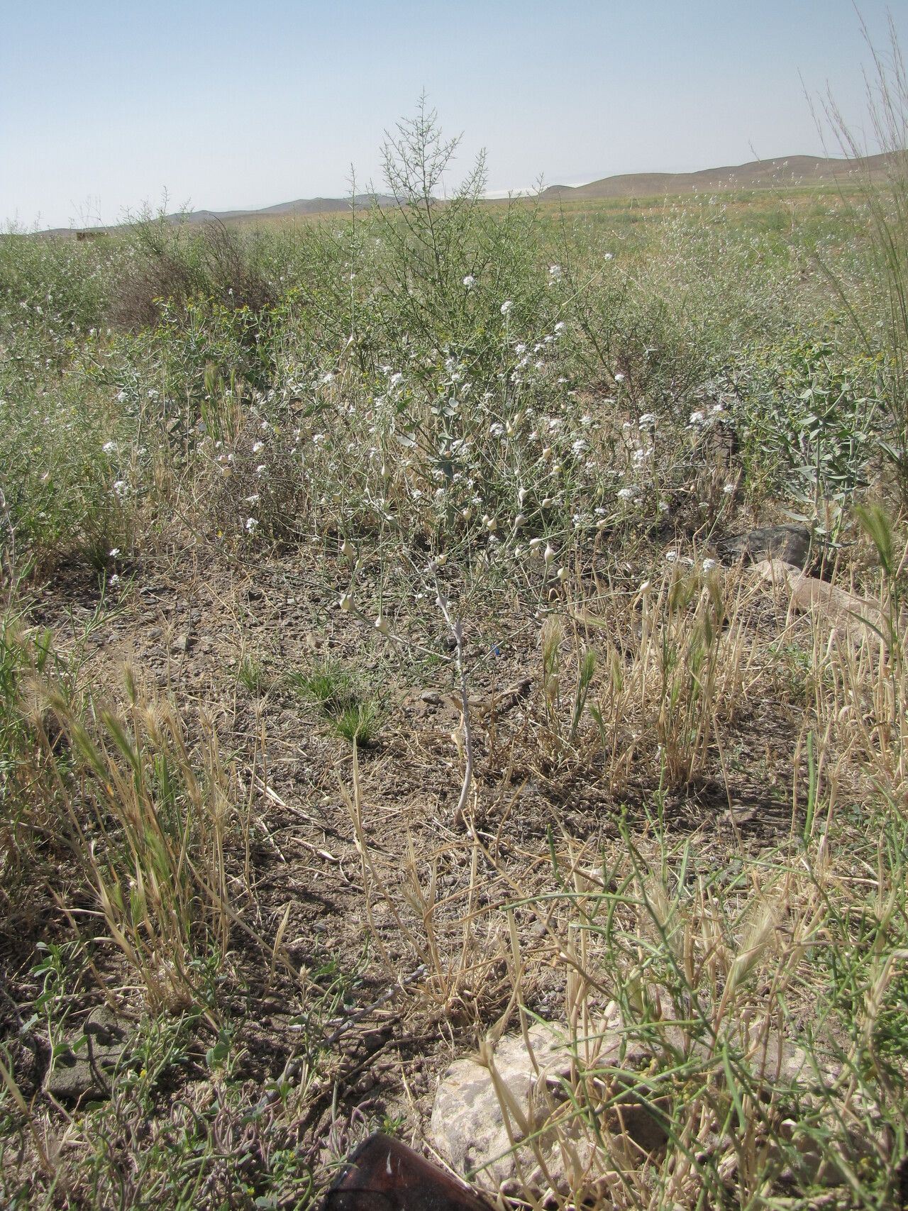 Lepidium vesicarium habit
