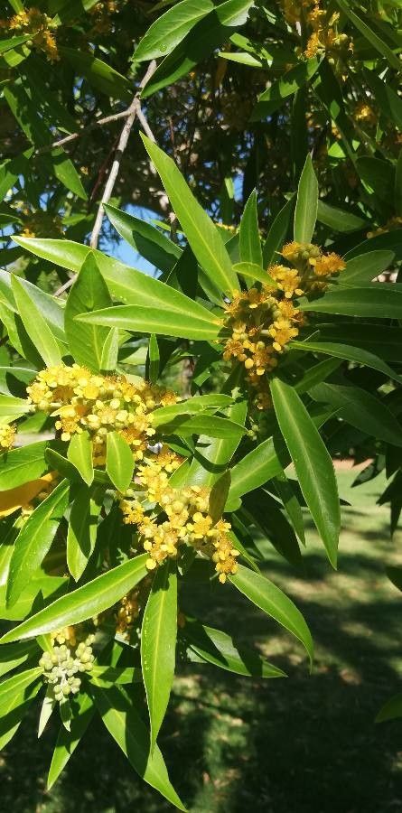 Tristaniopsis laurina leaf