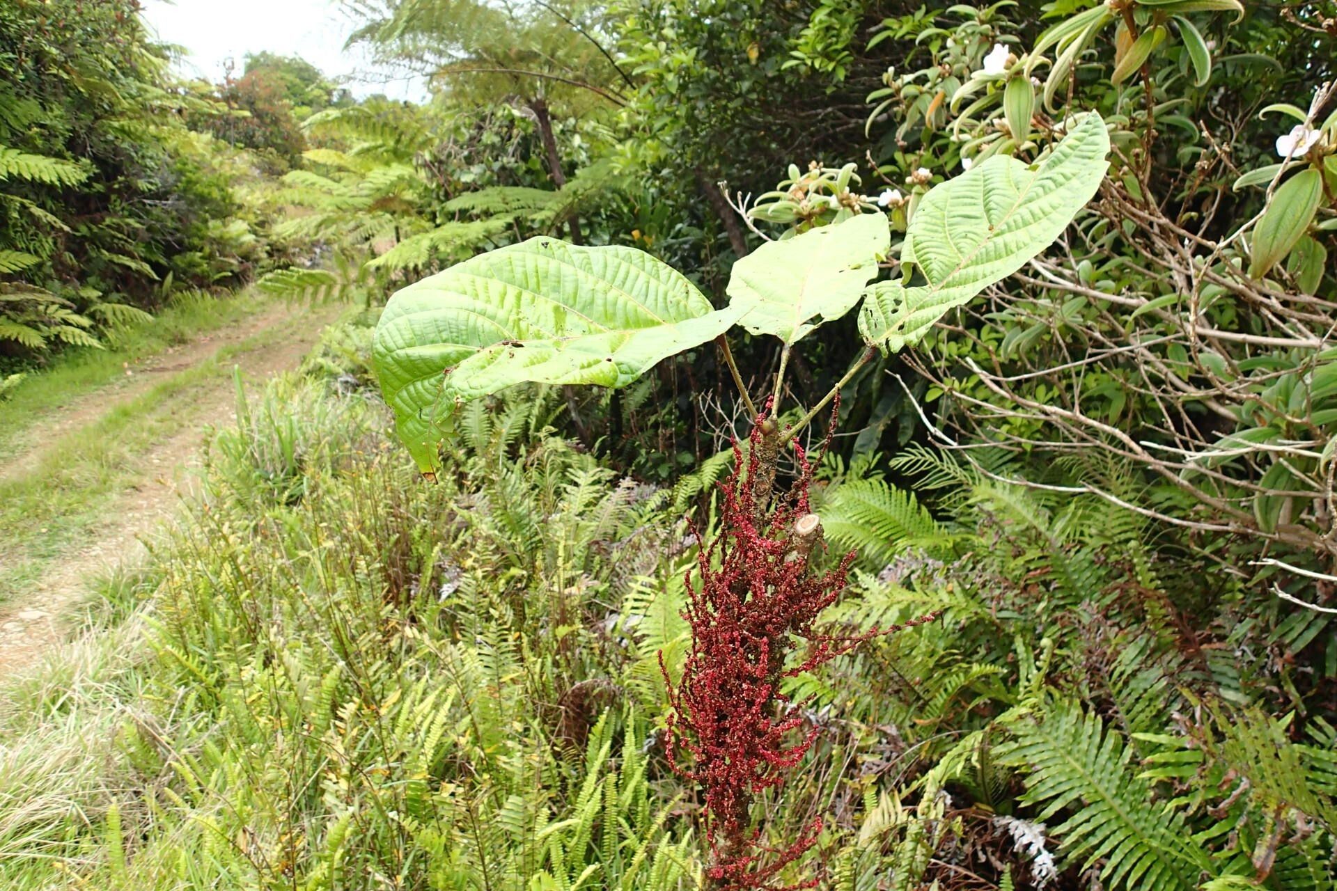 Bocquillonia phenacostigma habit