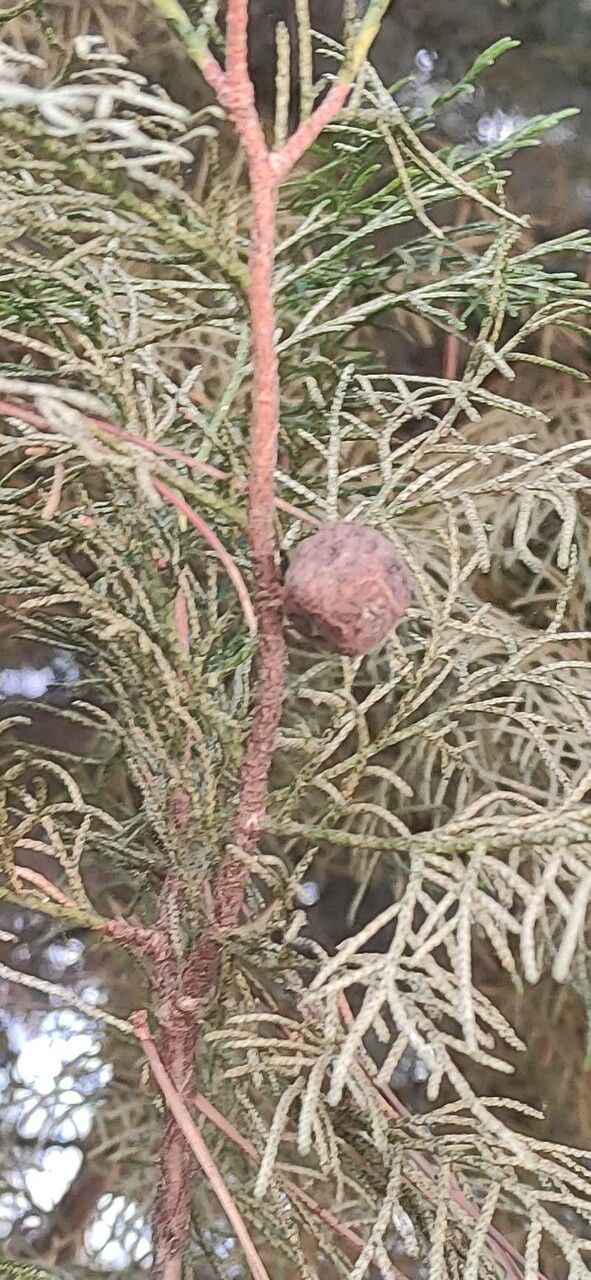 Cupressus chengiana fruit