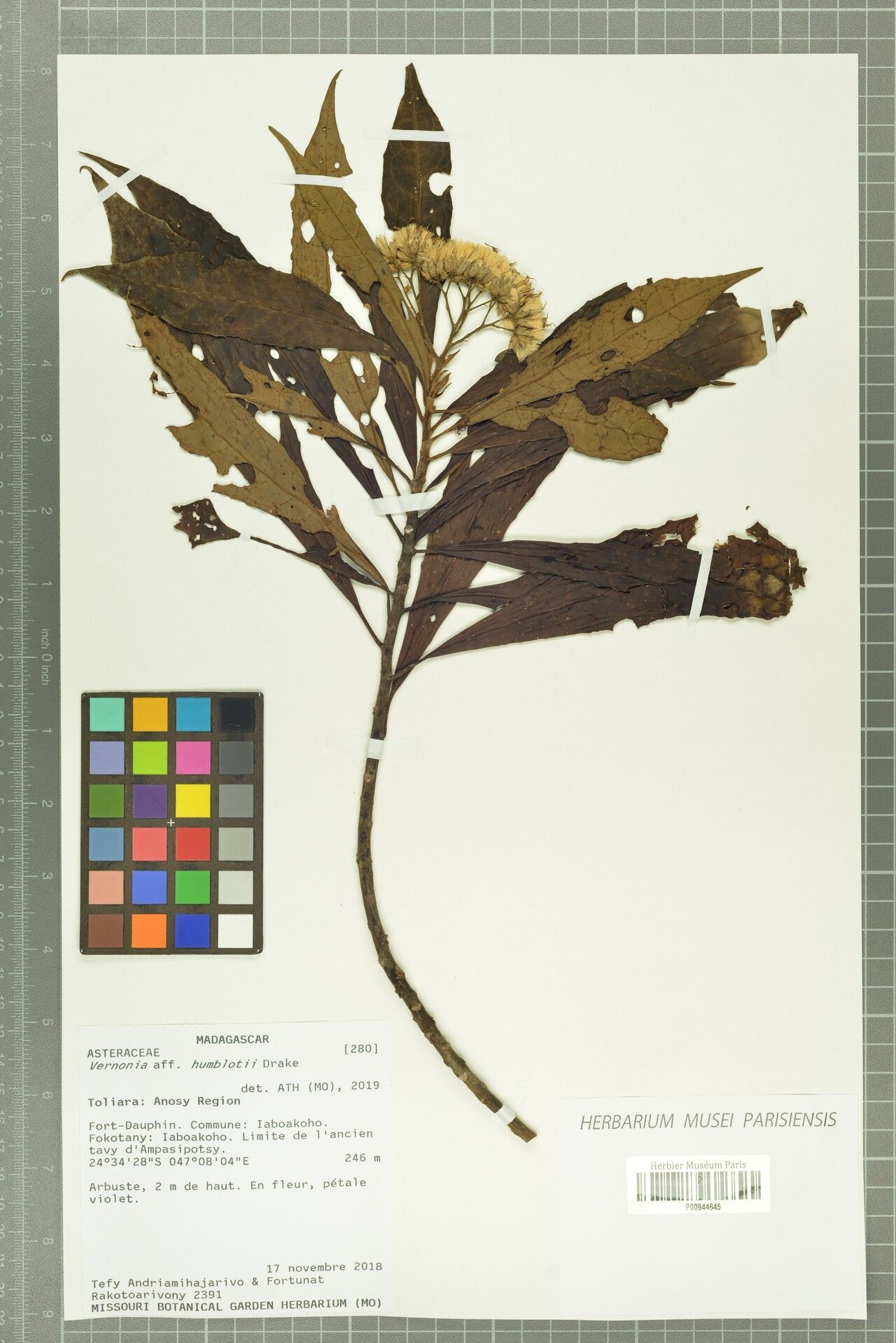 Gymnanthemum humblotii — houseplant care guide