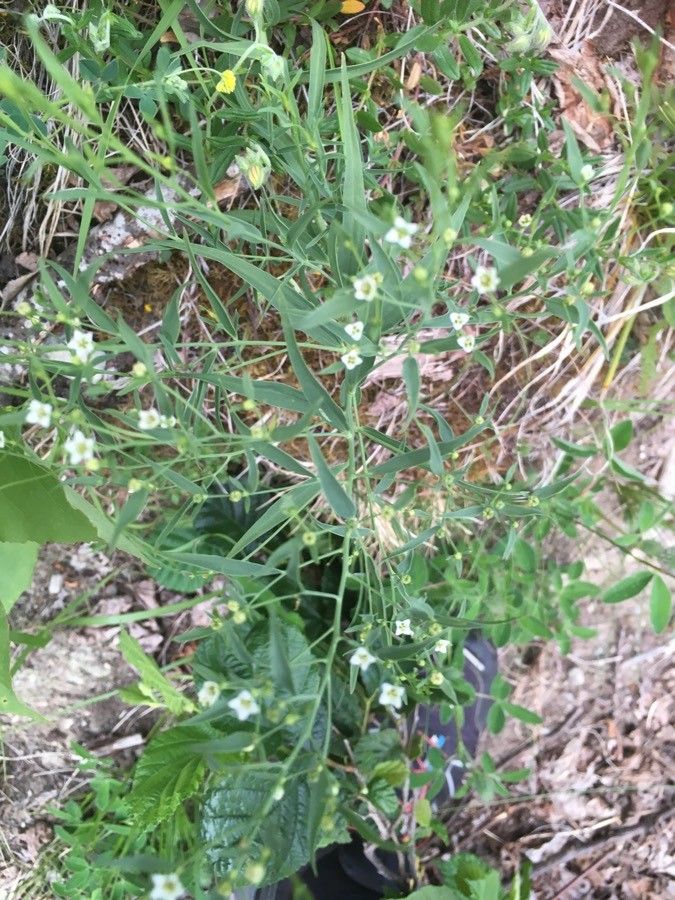 Thesium bavarum habit