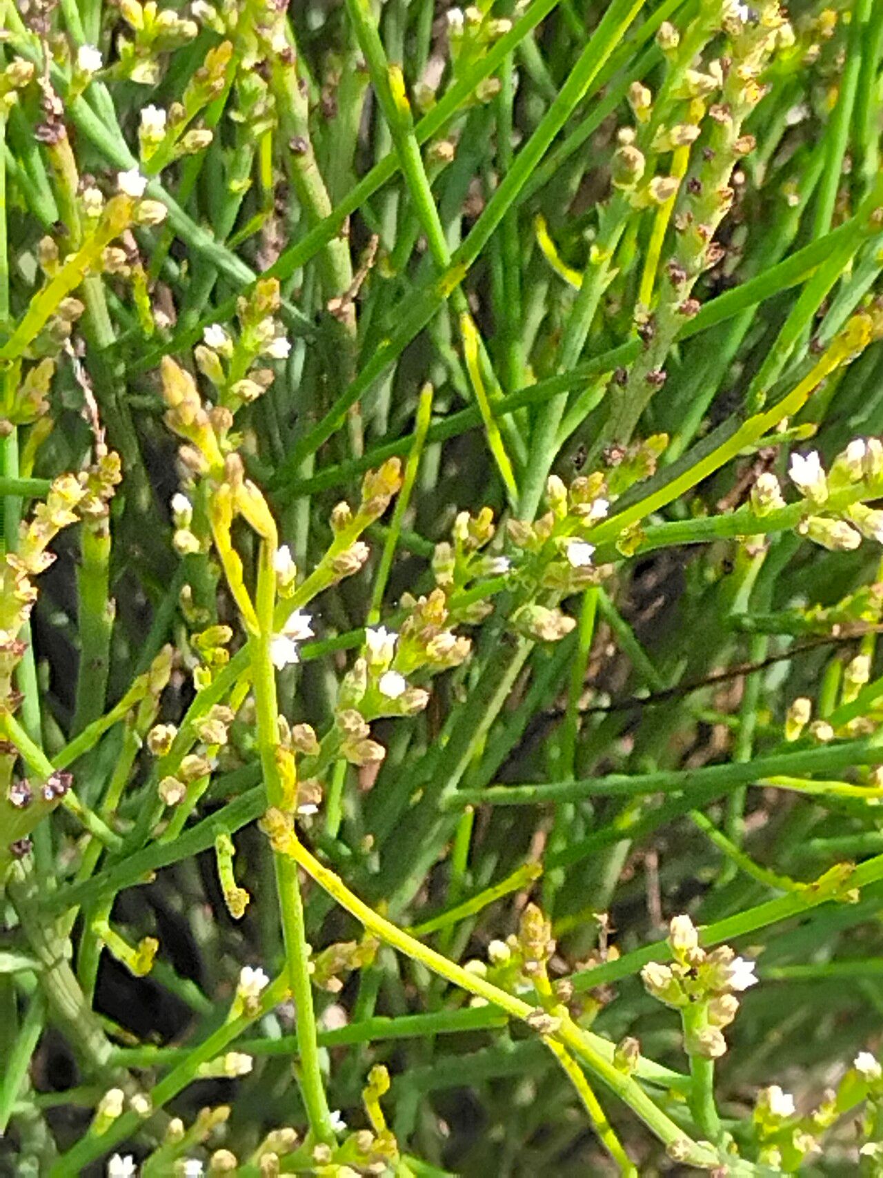 Thesium strictum flower