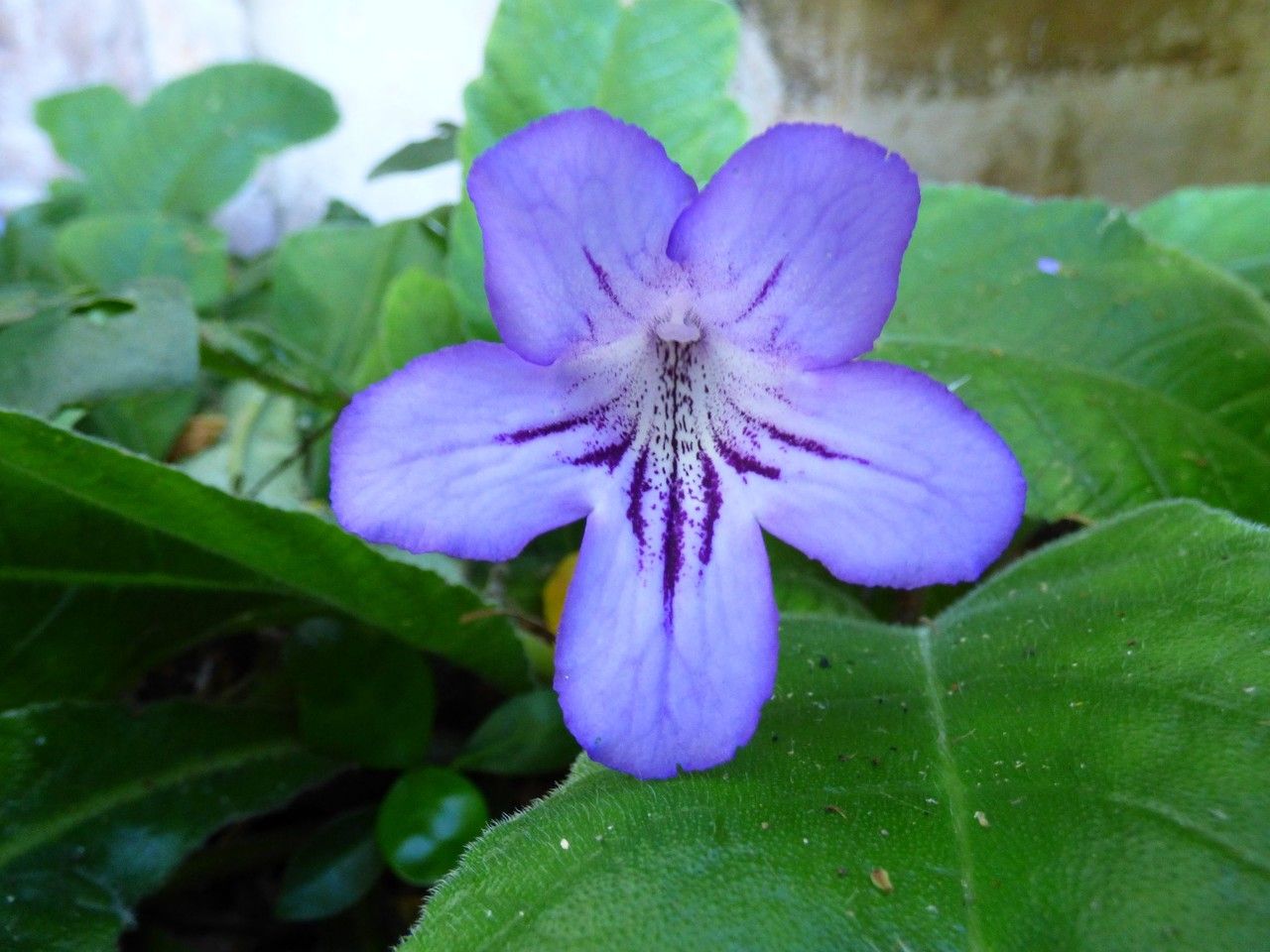 Streptocarpus formosus — search result for 'Streptocarpus'