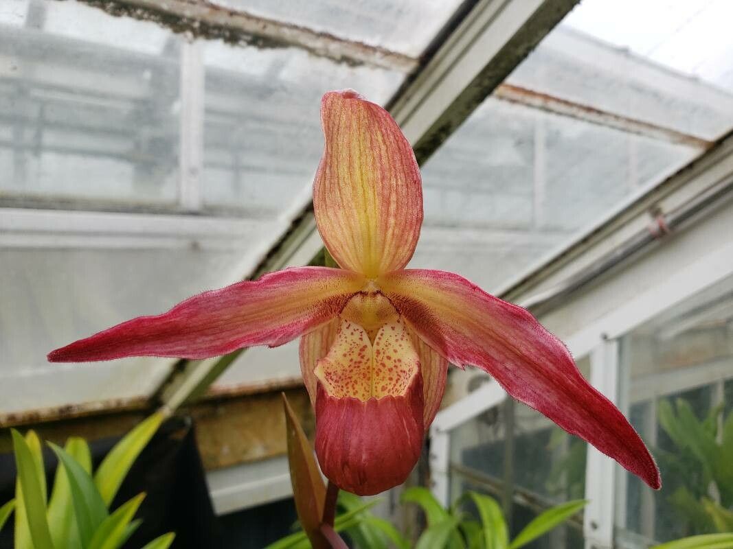 Phragmipedium besseae — related species from the same genus