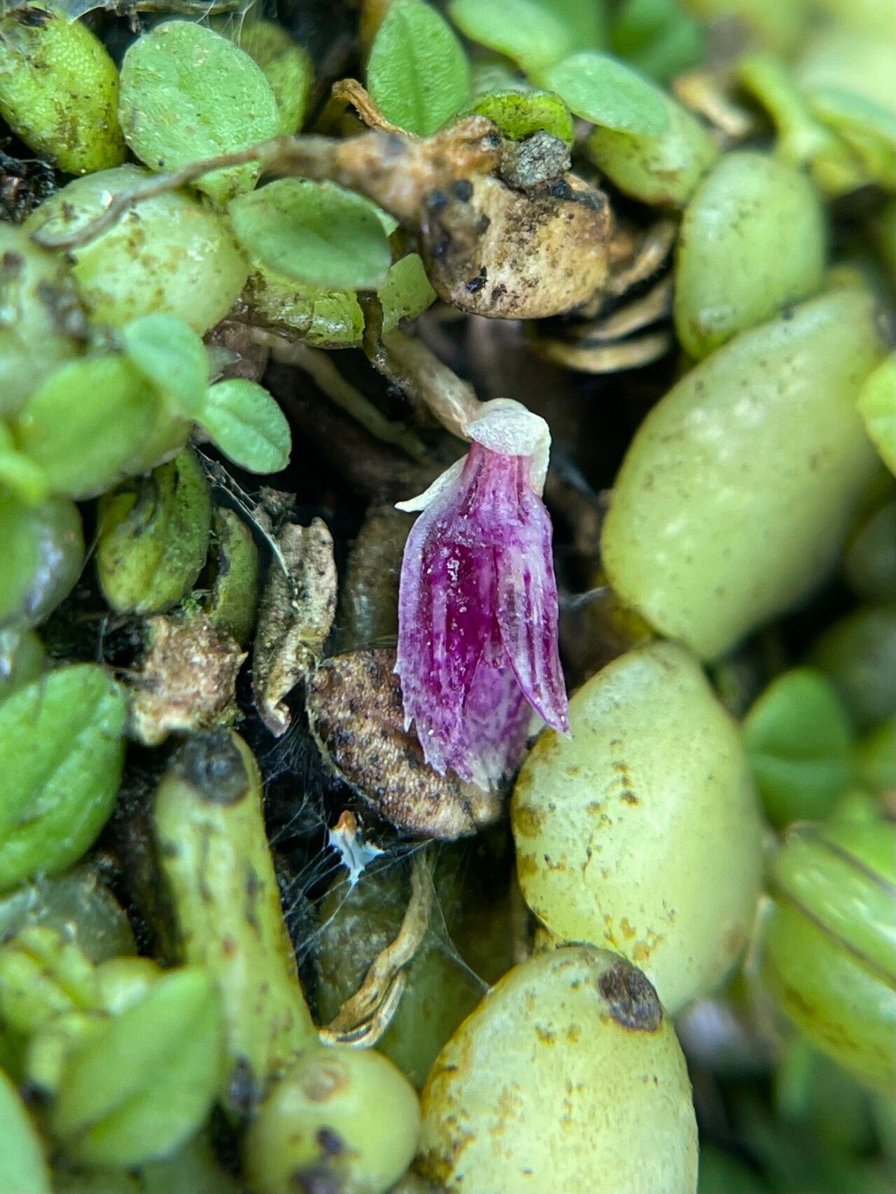 Bulbophyllum insolitum flower