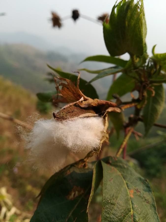 Gossypium herbaceum fruit