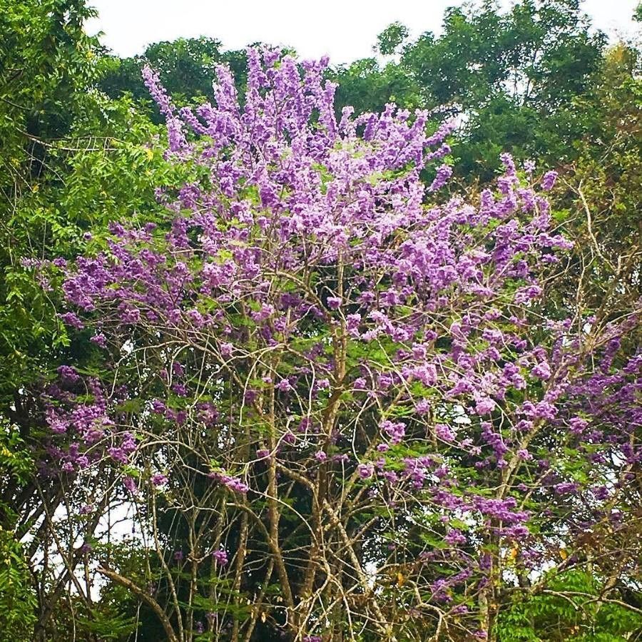 Jacaranda caucana flower