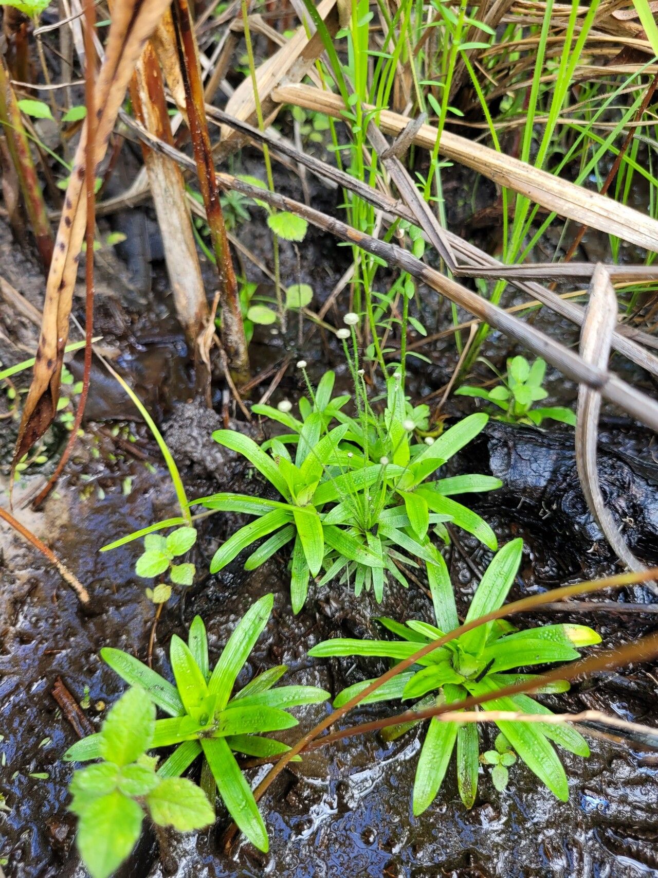 Syngonanthus caulescens — related species from the same genus