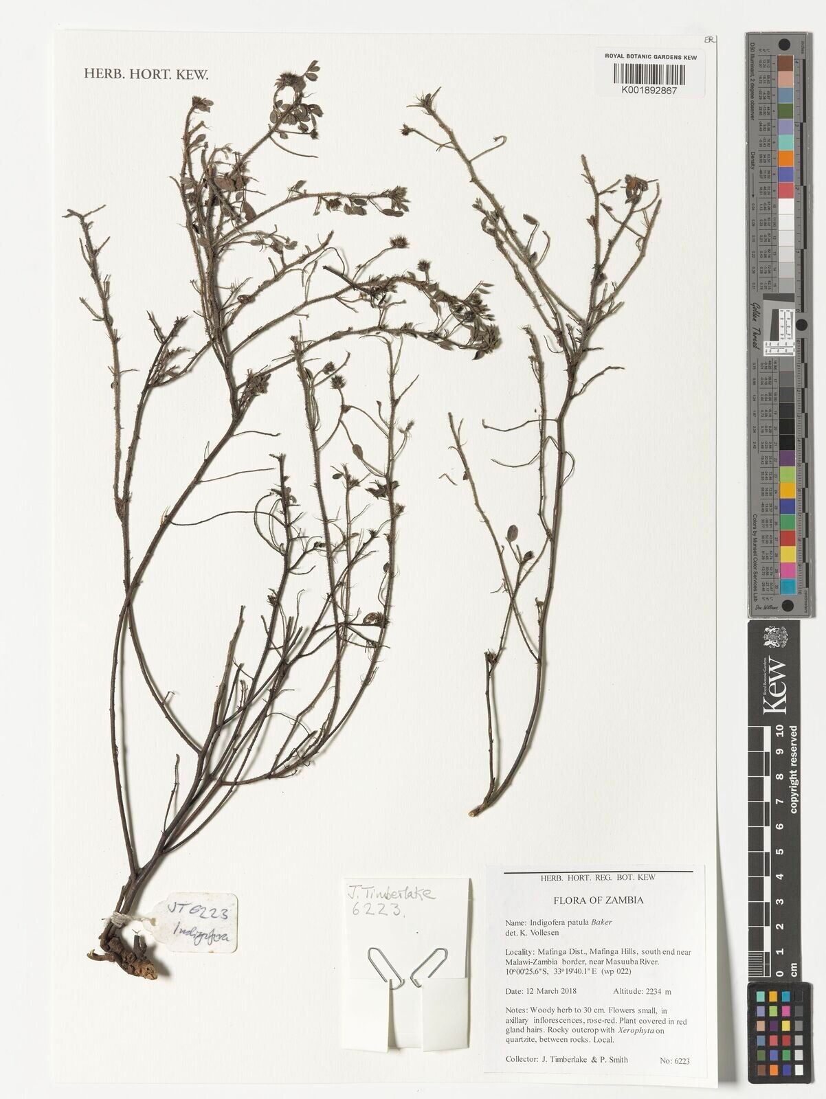 Indigofera patula — houseplant care guide