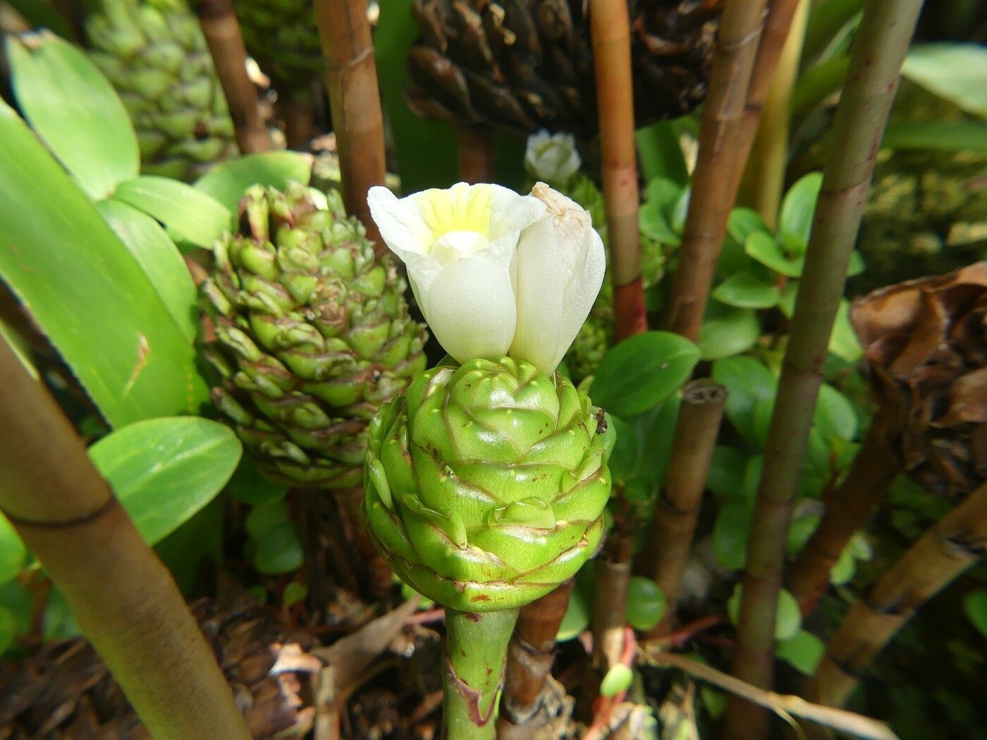 Costus megalobractea — search result for 'Costus'