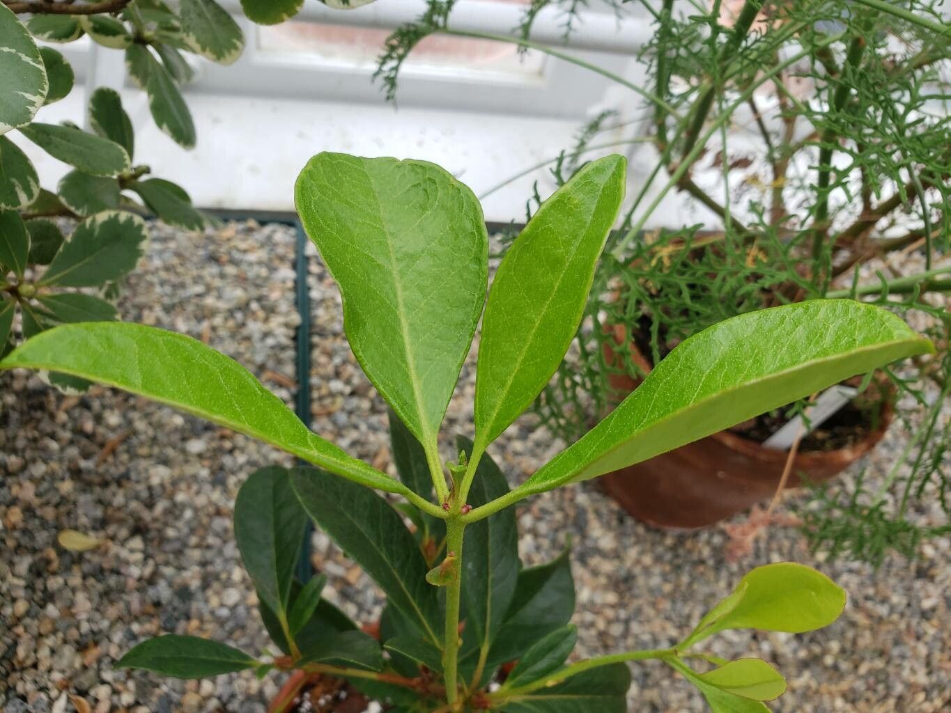 Rhododendron ruttenii — houseplant care guide