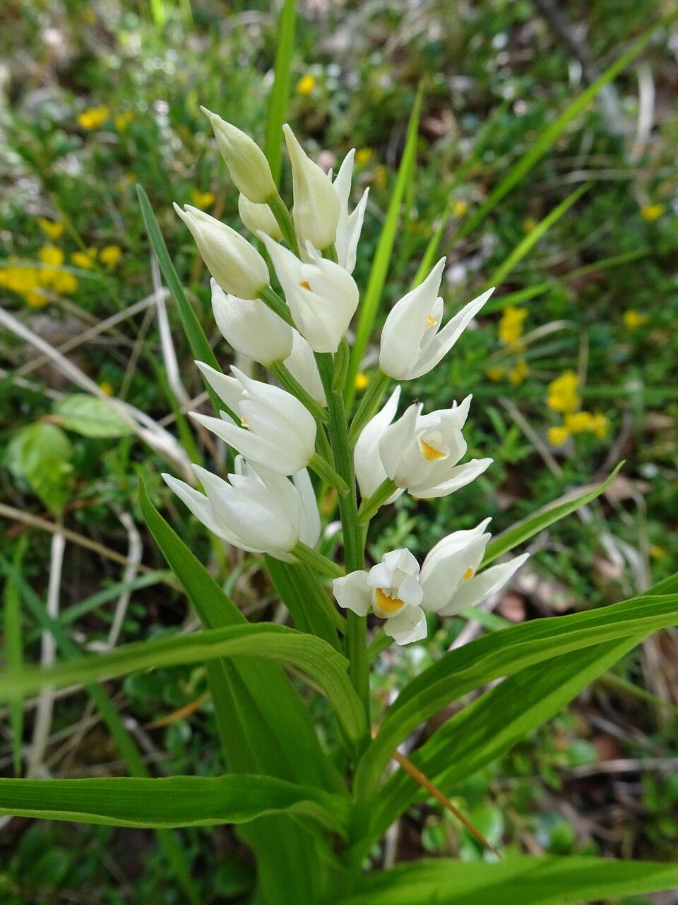 Cephalanthera longifolia flower