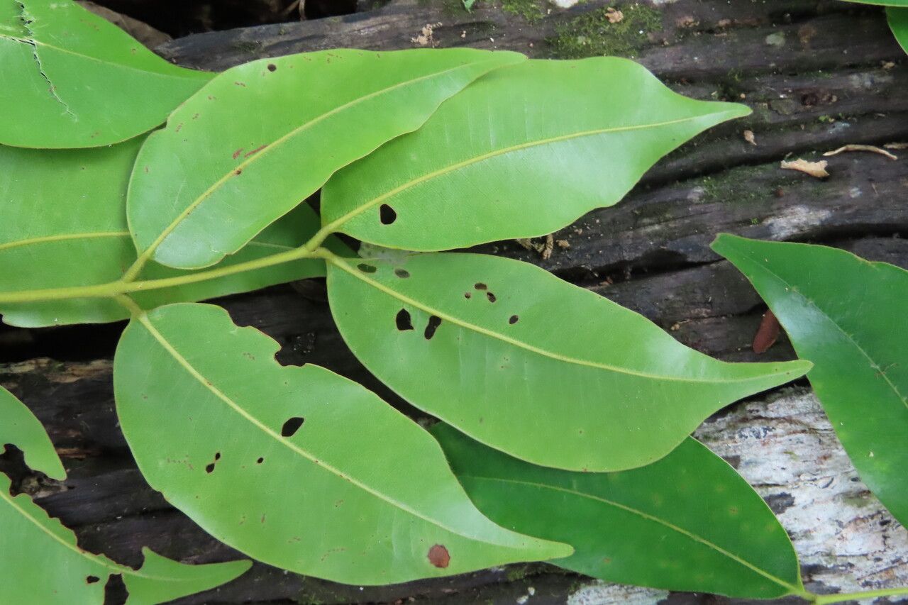 Copaifera aromatica leaf