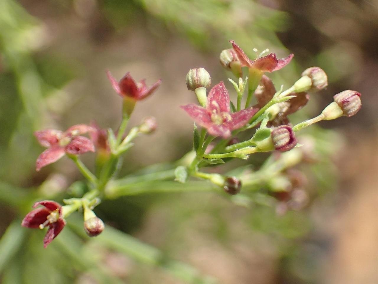 Asperula purpurea fruit