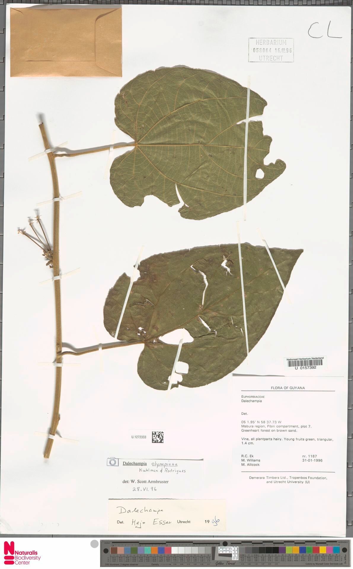 Dalechampia olympiana leaf