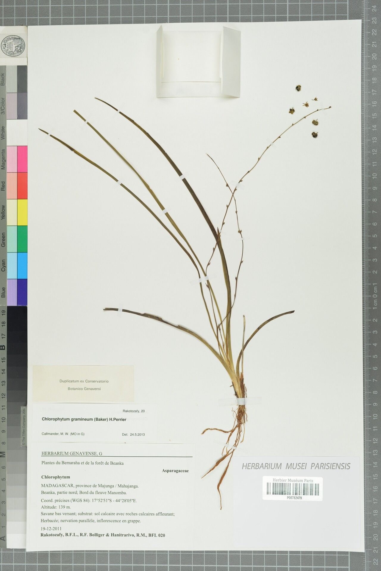 Chlorophytum parkeri — search result for 'Chlorophytum'