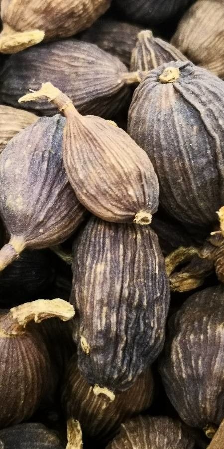 Adonidia merrillii fruit