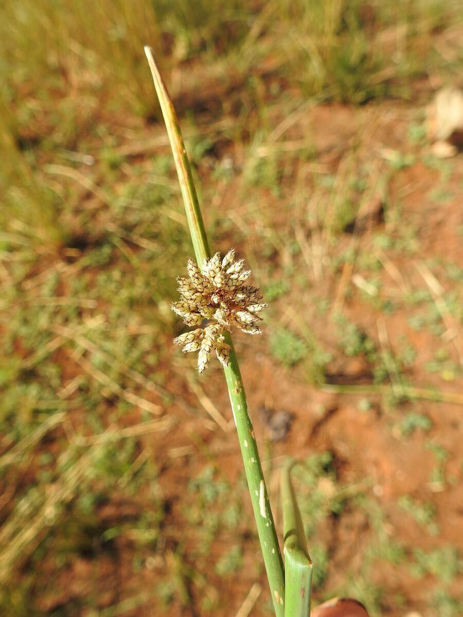 Schoenoplectiella muricinux — houseplant care guide