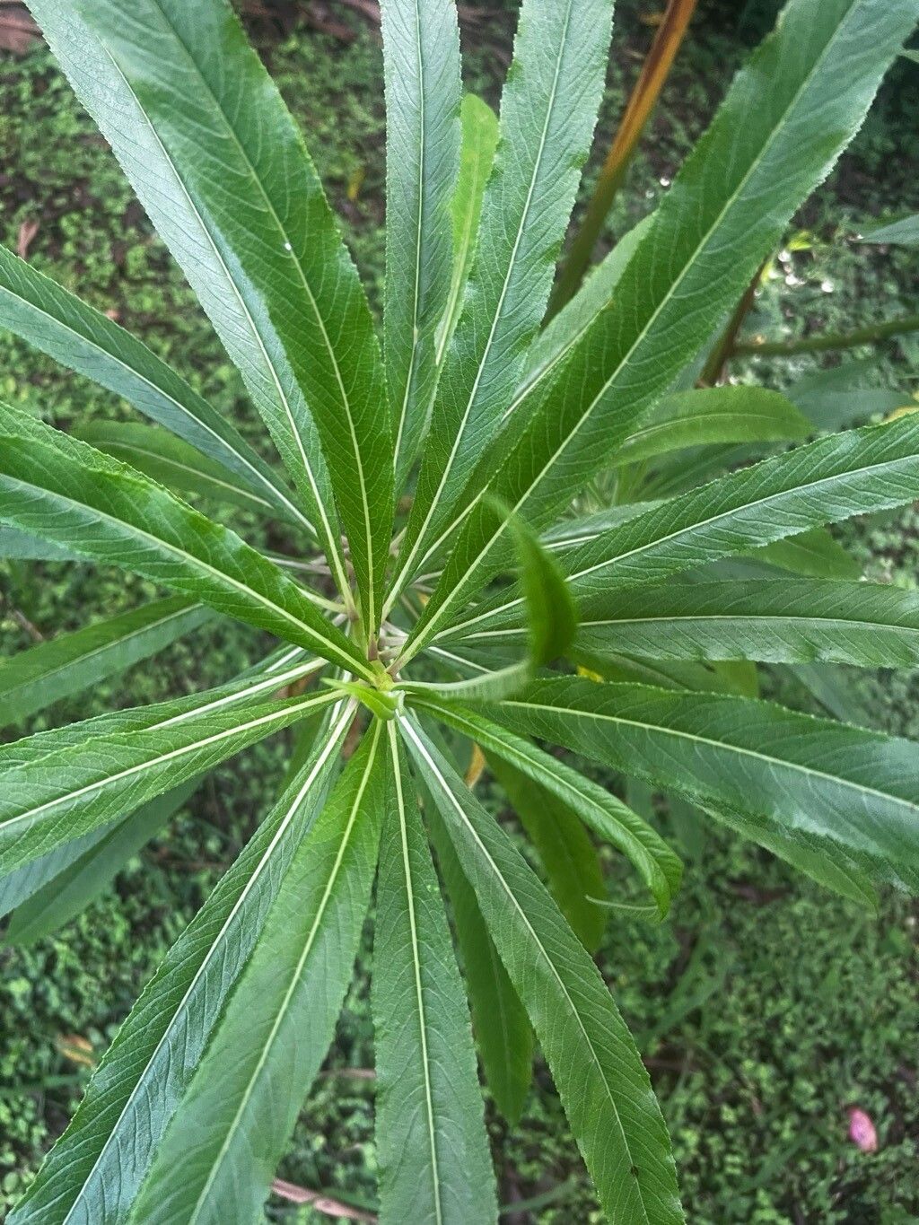 Lobelia barnsii — houseplant care guide