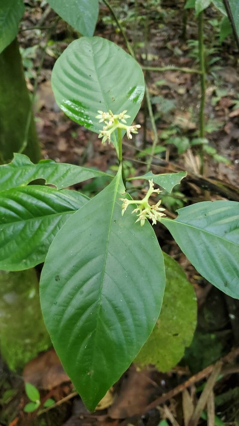 Palicourea winkleri leaf