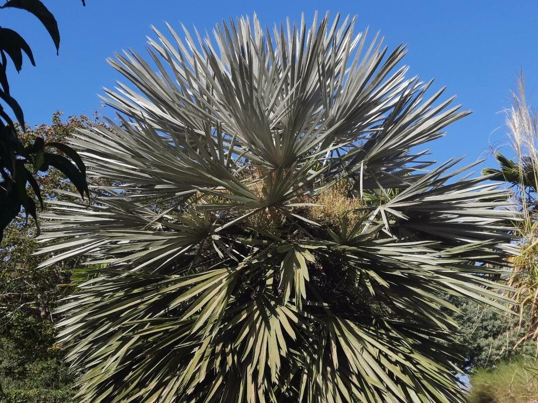 Trithrinax acanthocoma habit