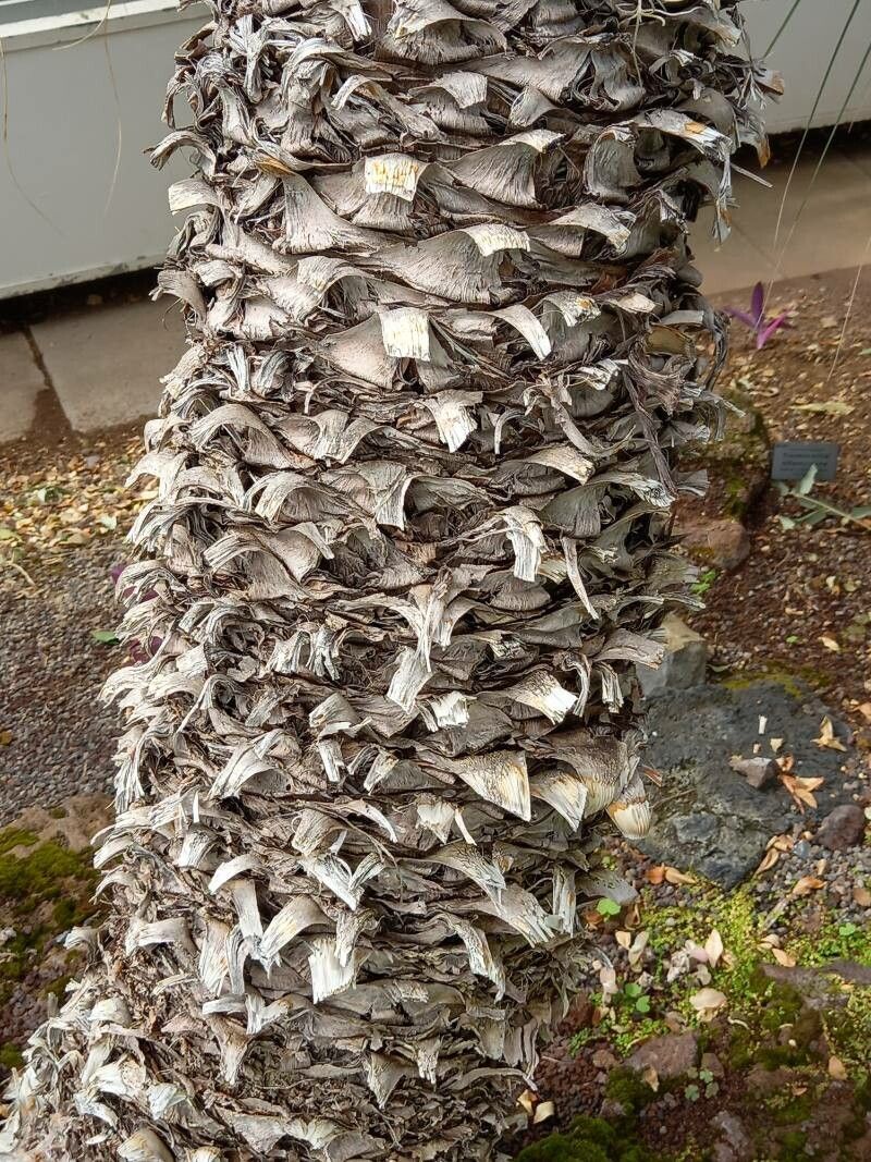 Yucca treculeana bark
