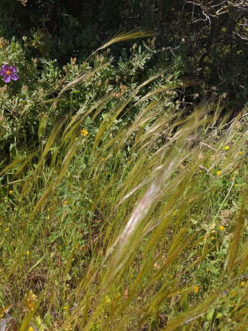 Stipella capensis leaf