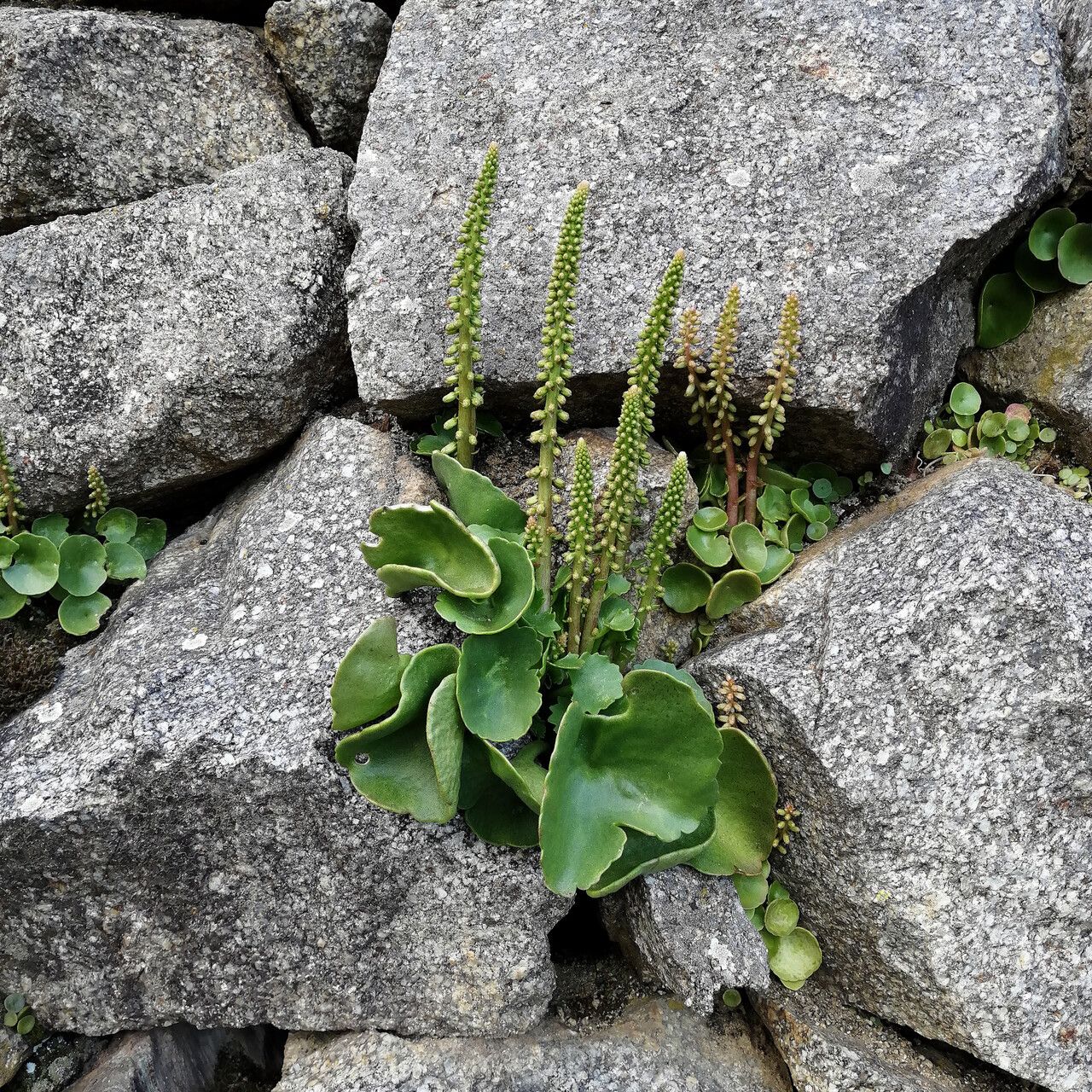 Umbilicus rupestris flower